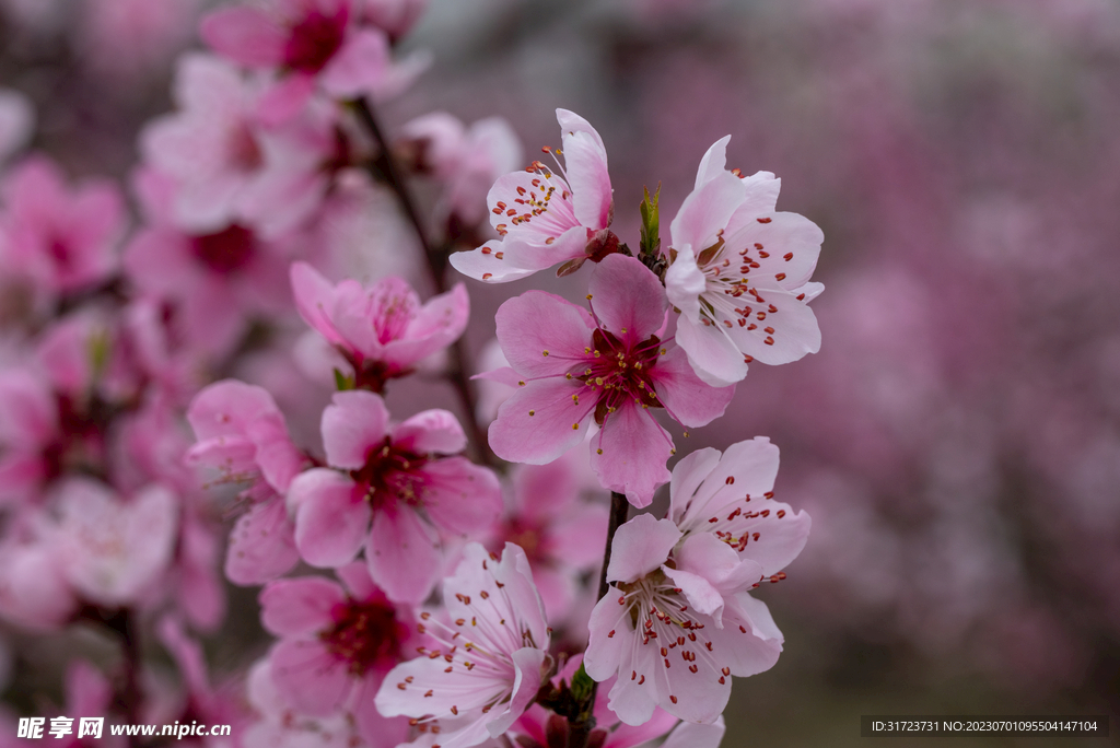桃花