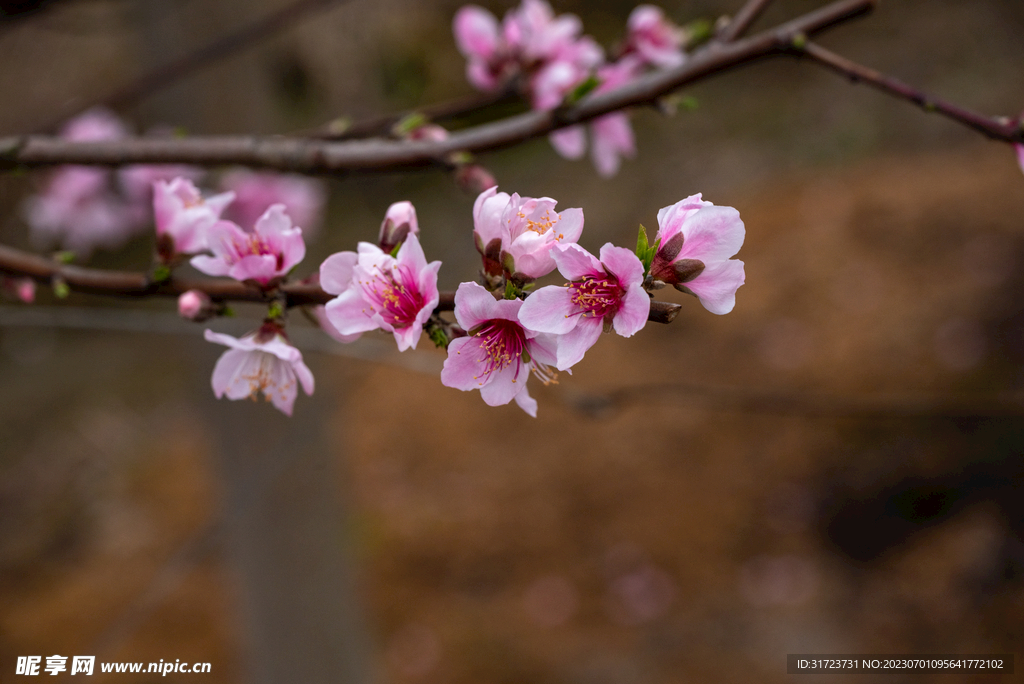 桃花