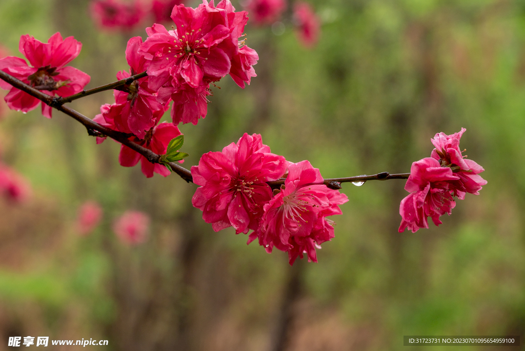 桃花