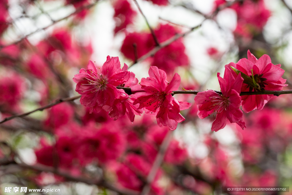 桃花