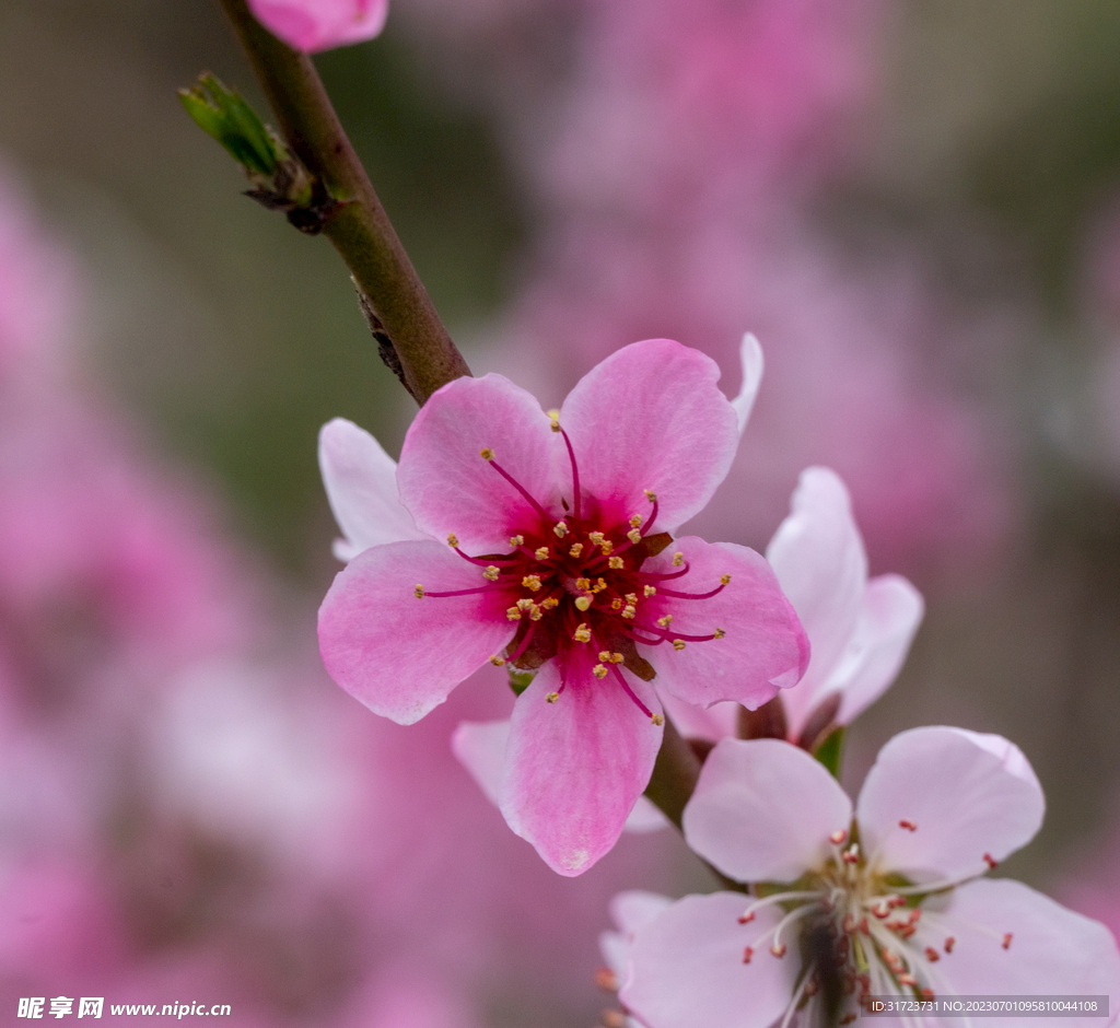 桃花 