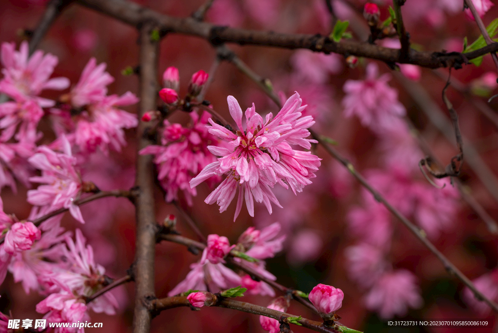 桃花