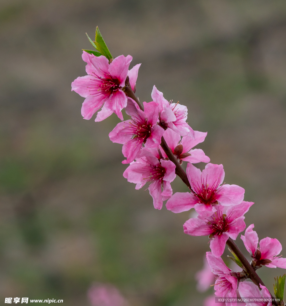 桃花