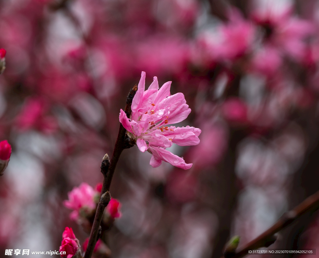 桃花
