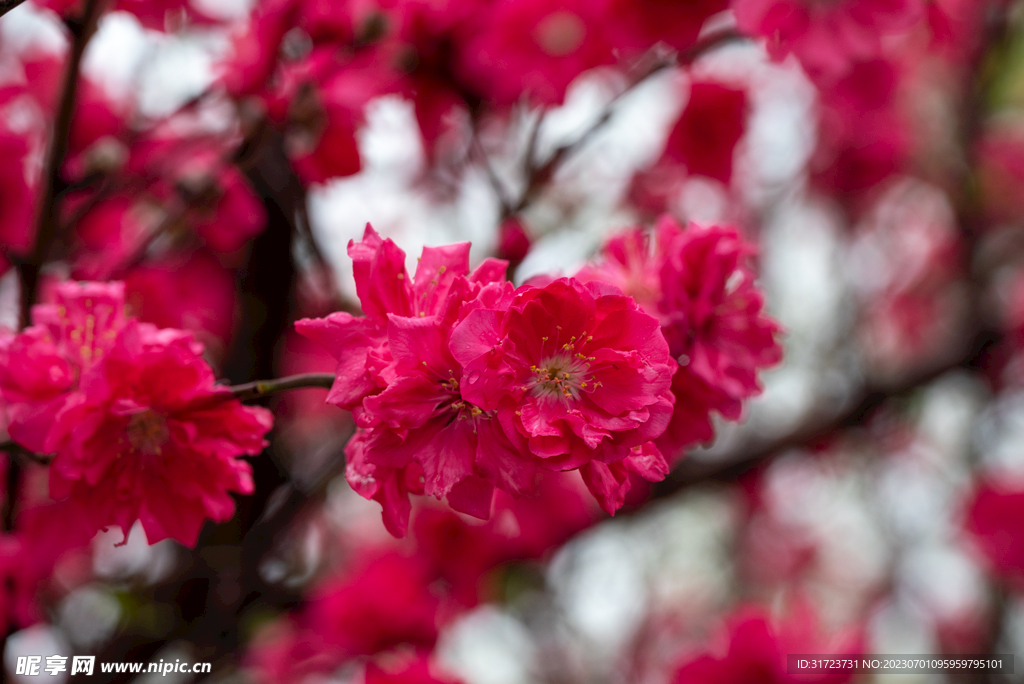 桃花