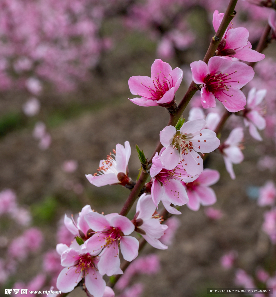 桃花