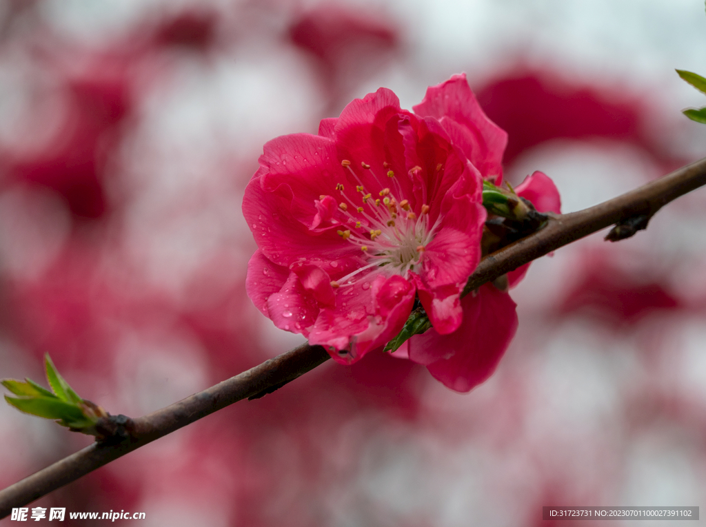 桃花 