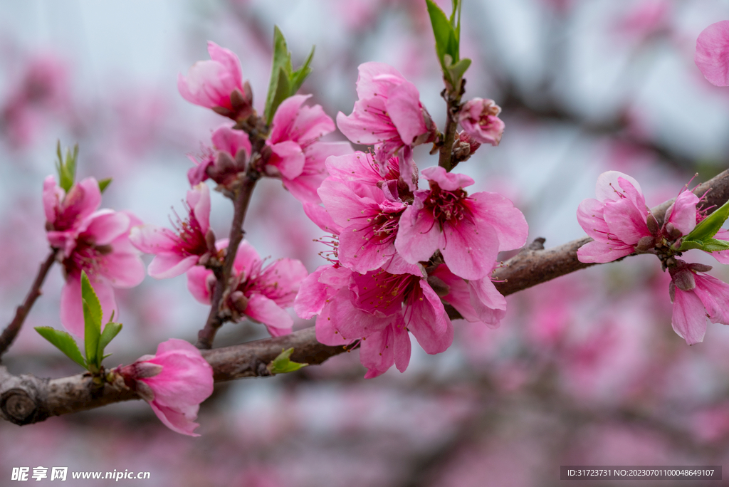 桃花