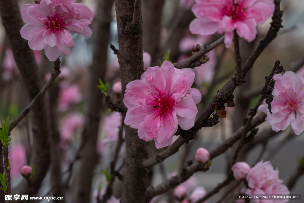 桃花