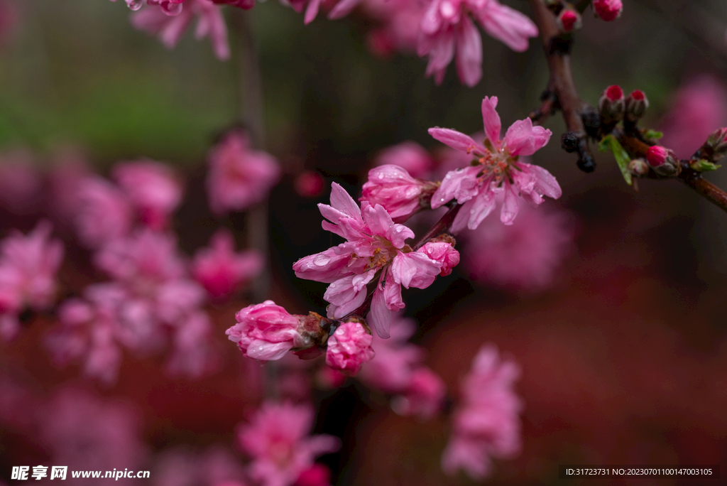 桃花 