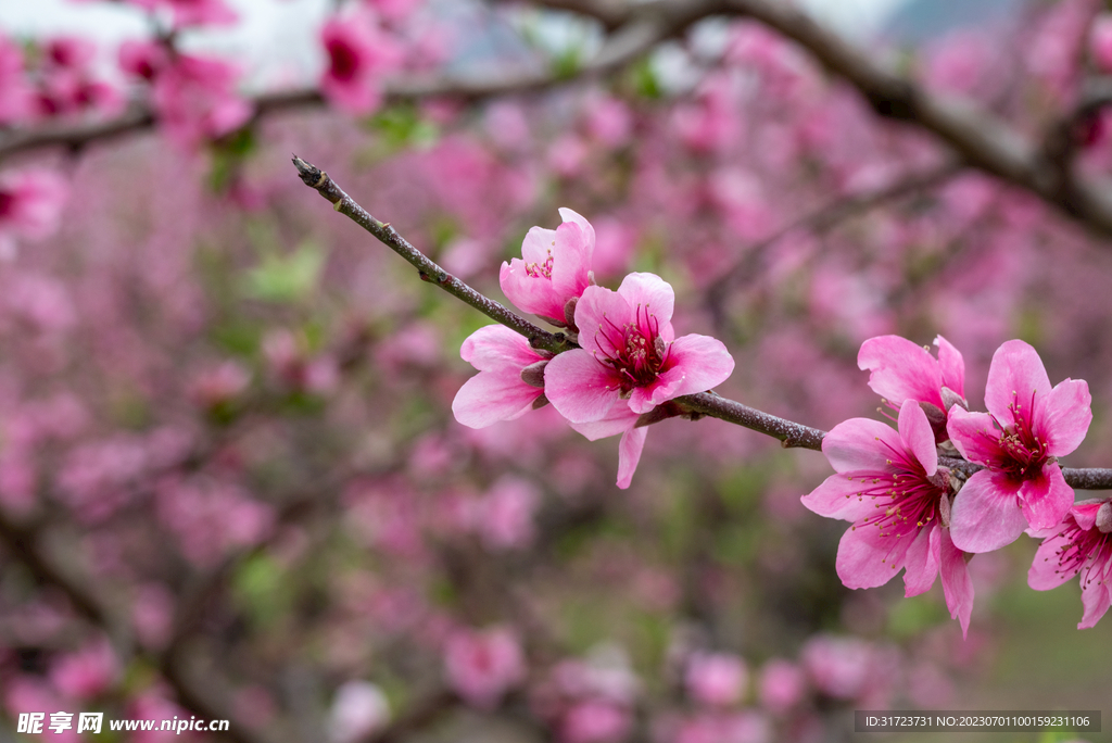 桃花