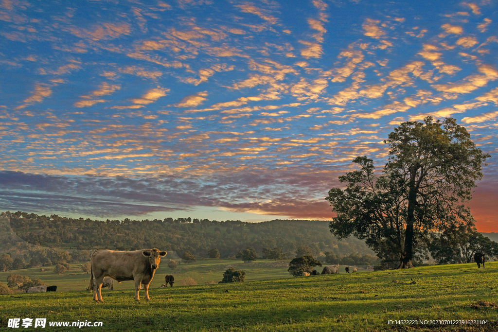森林风光 森林 树林 树木 树