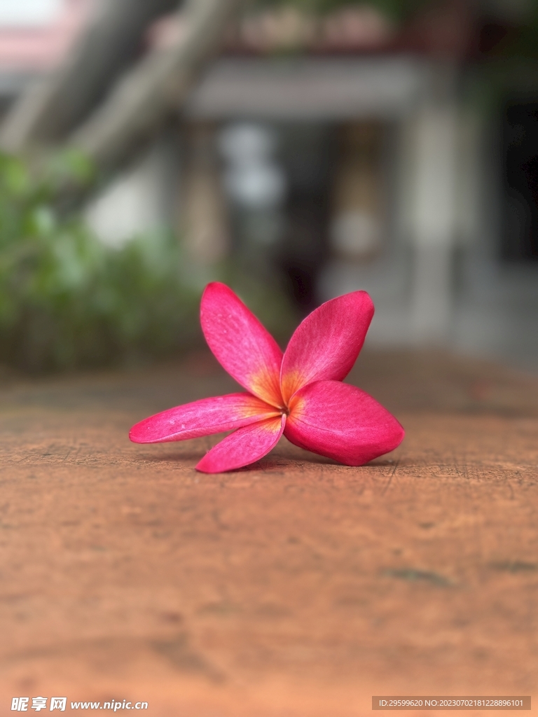 鸡蛋花