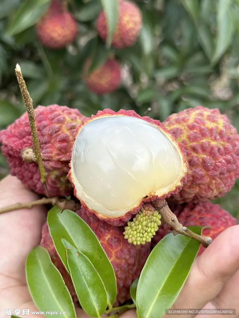 荔枝