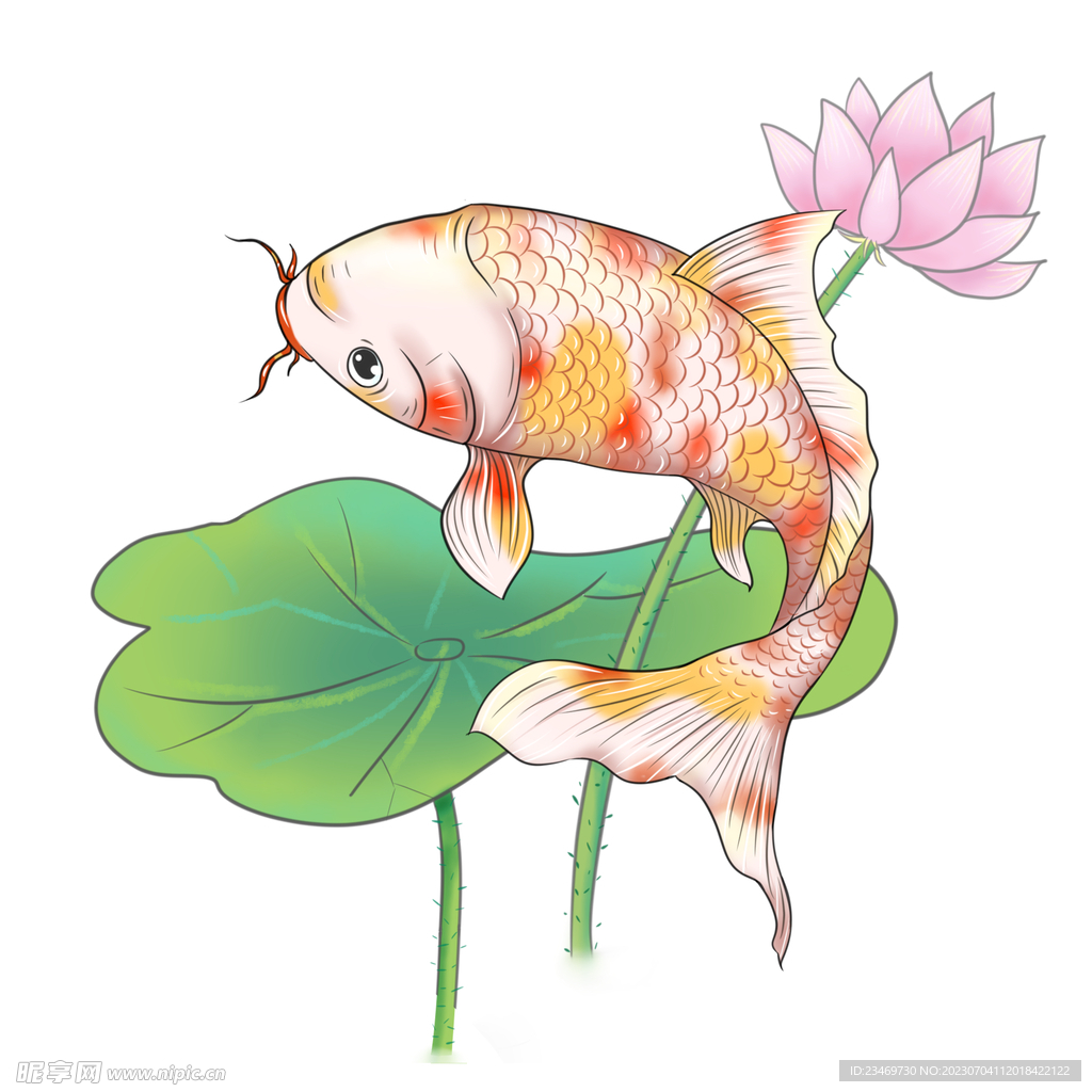 鲤鱼