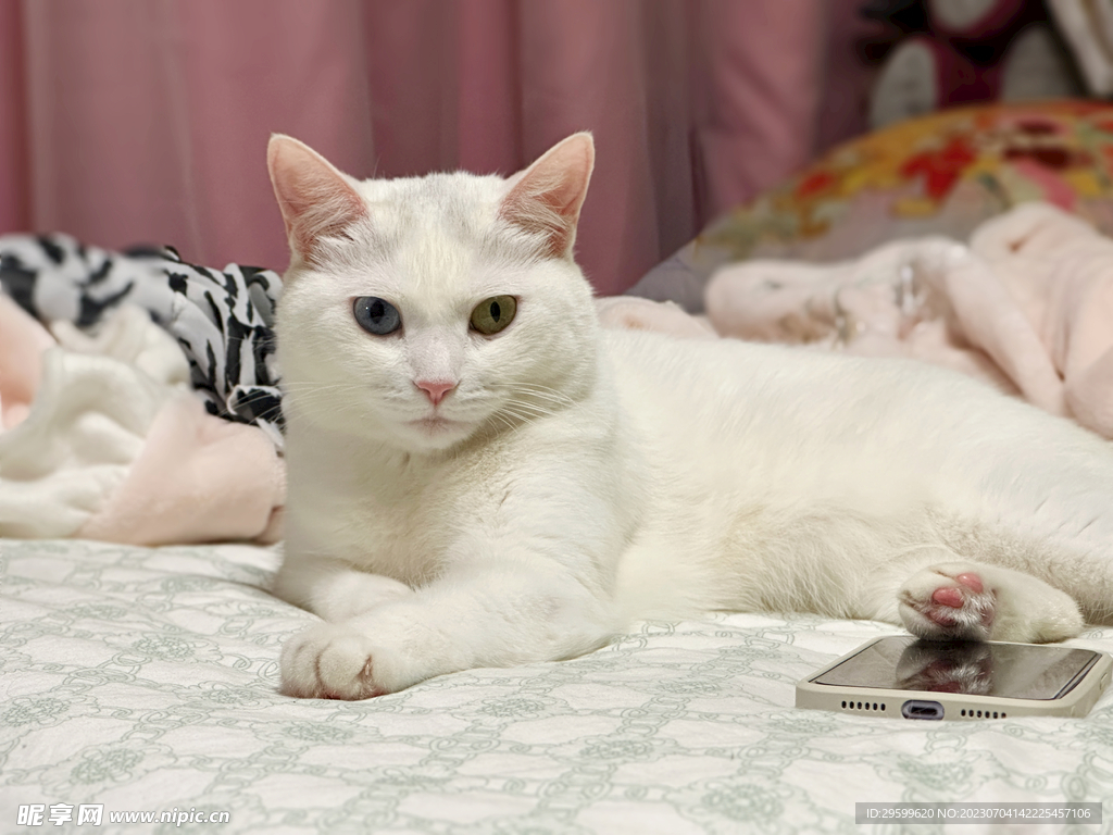 猫