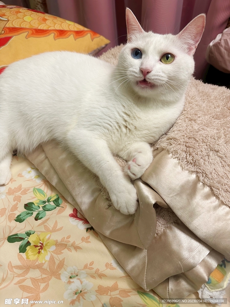 猫