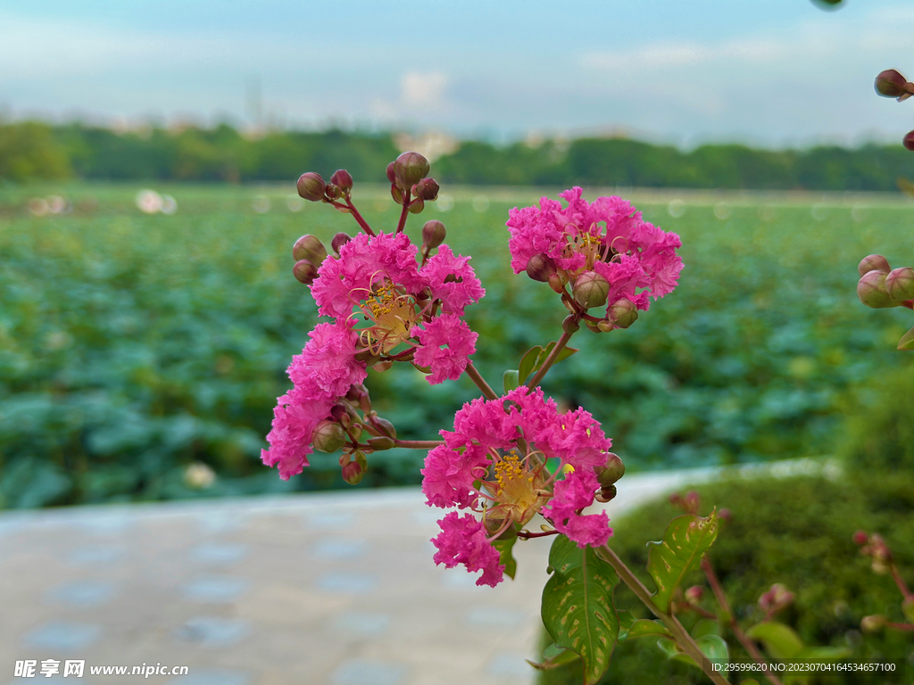 紫薇花