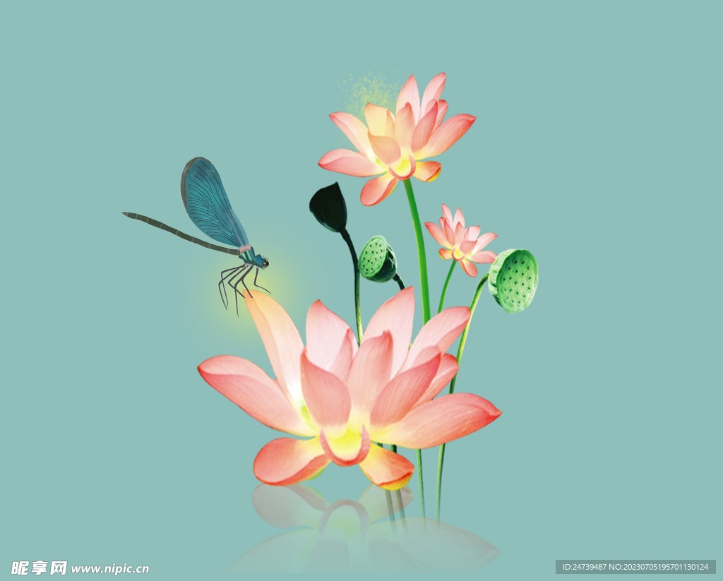 荷花