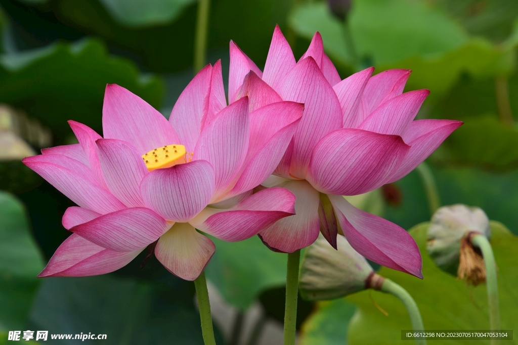 荷花