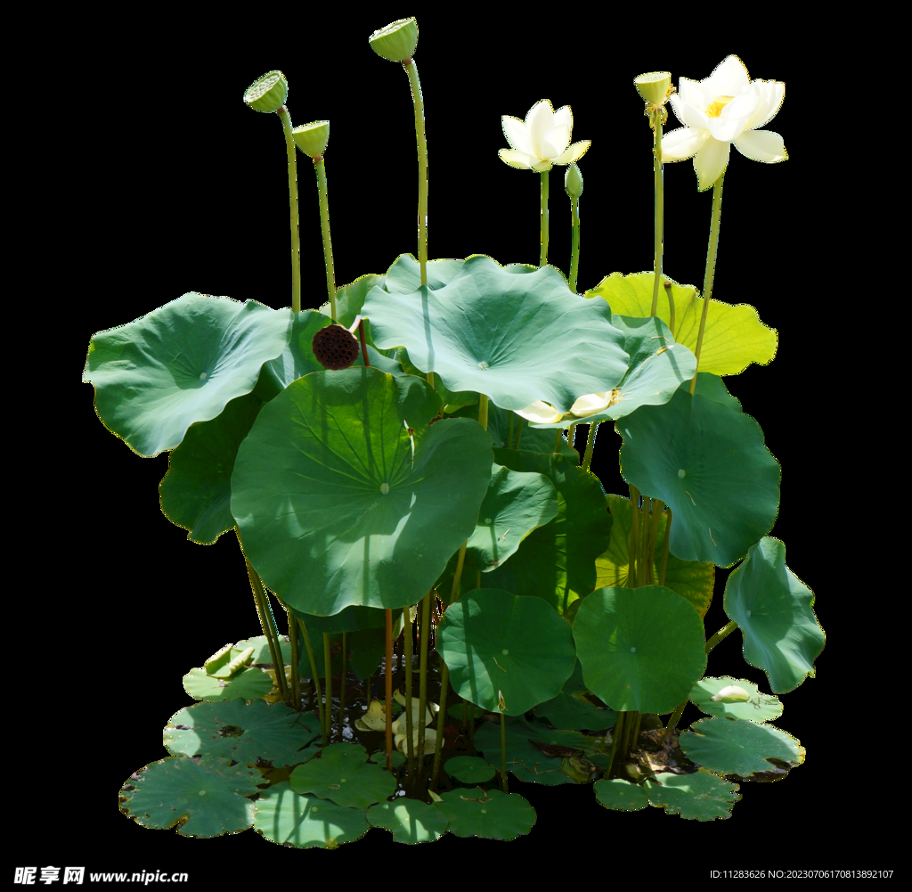 荷花摄影图