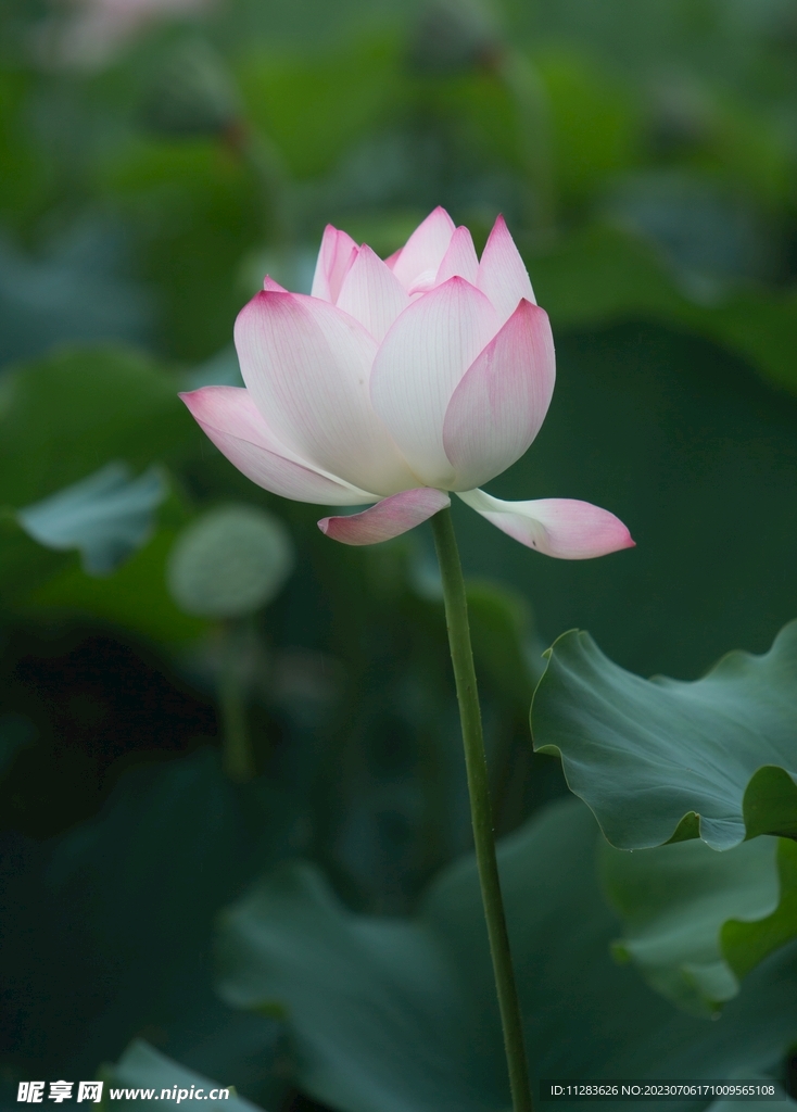 荷花摄影图