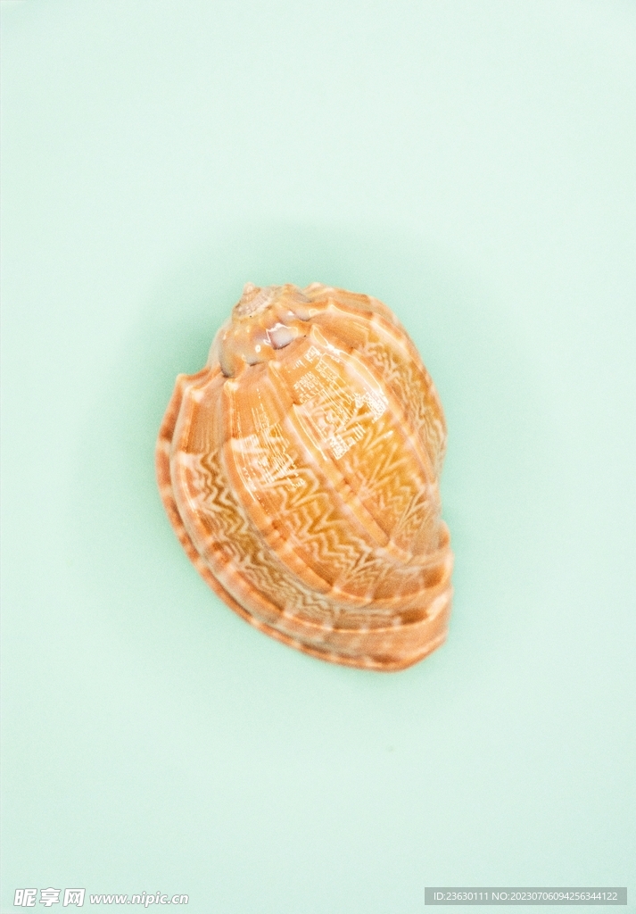 大贝壳