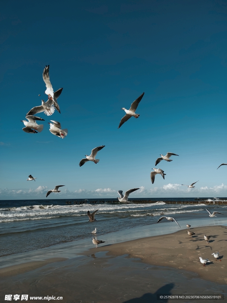 海鸥海边