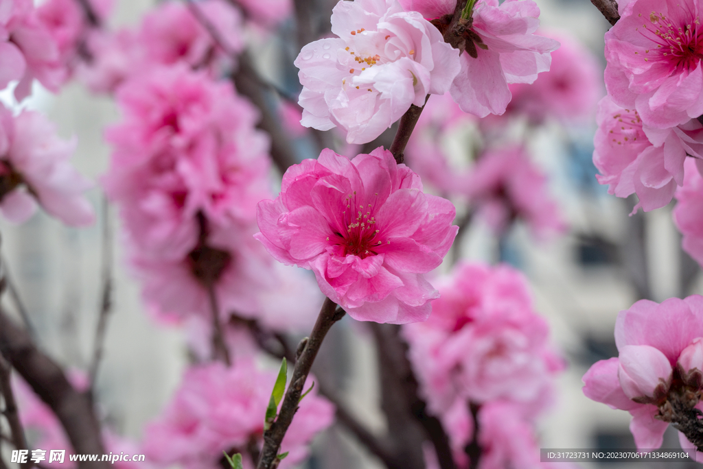 桃花