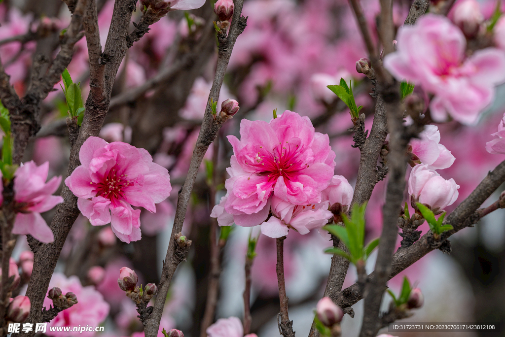 桃花