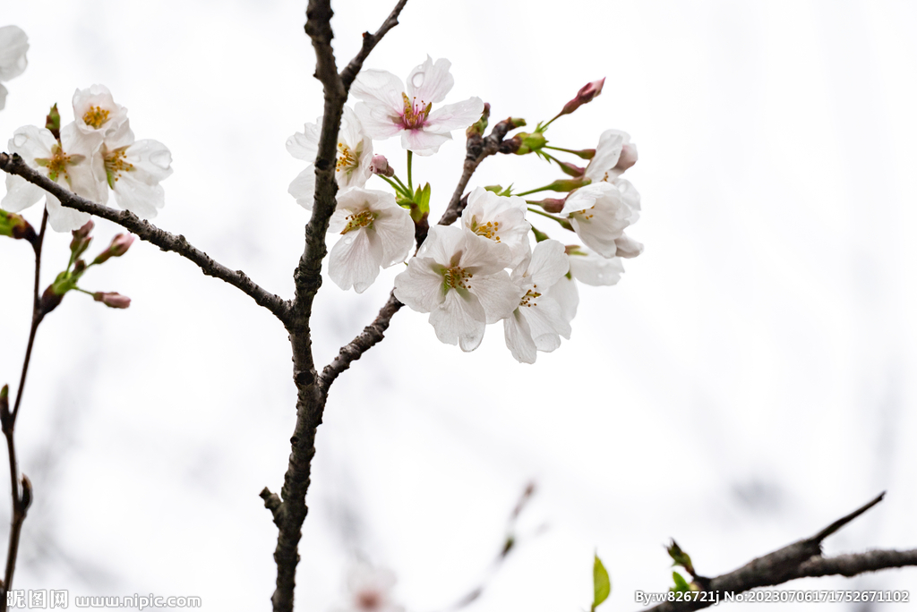 樱花