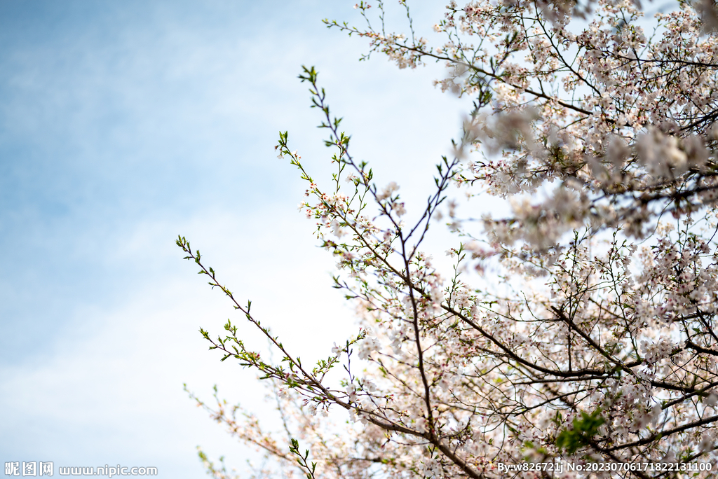 樱花