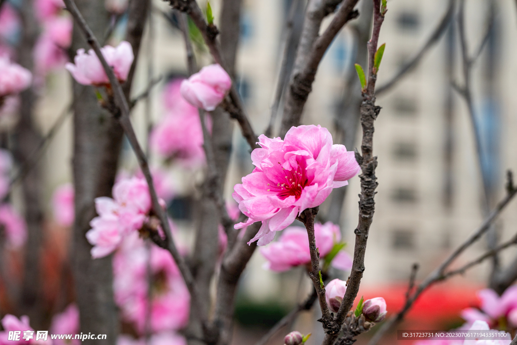 桃花