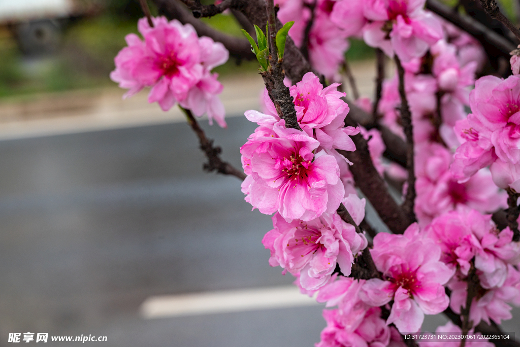 桃花