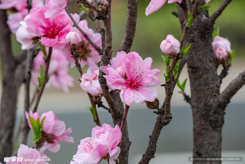 桃花