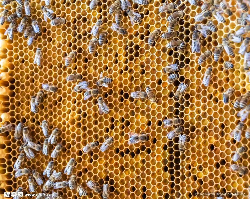 蜂巢蜂蜜