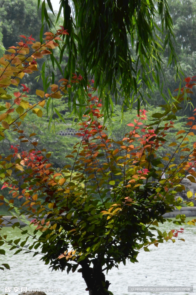 公园风景