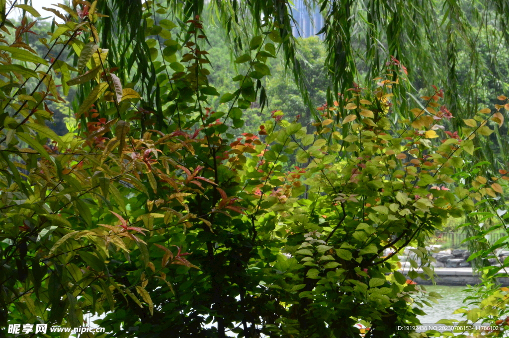 公园风景 