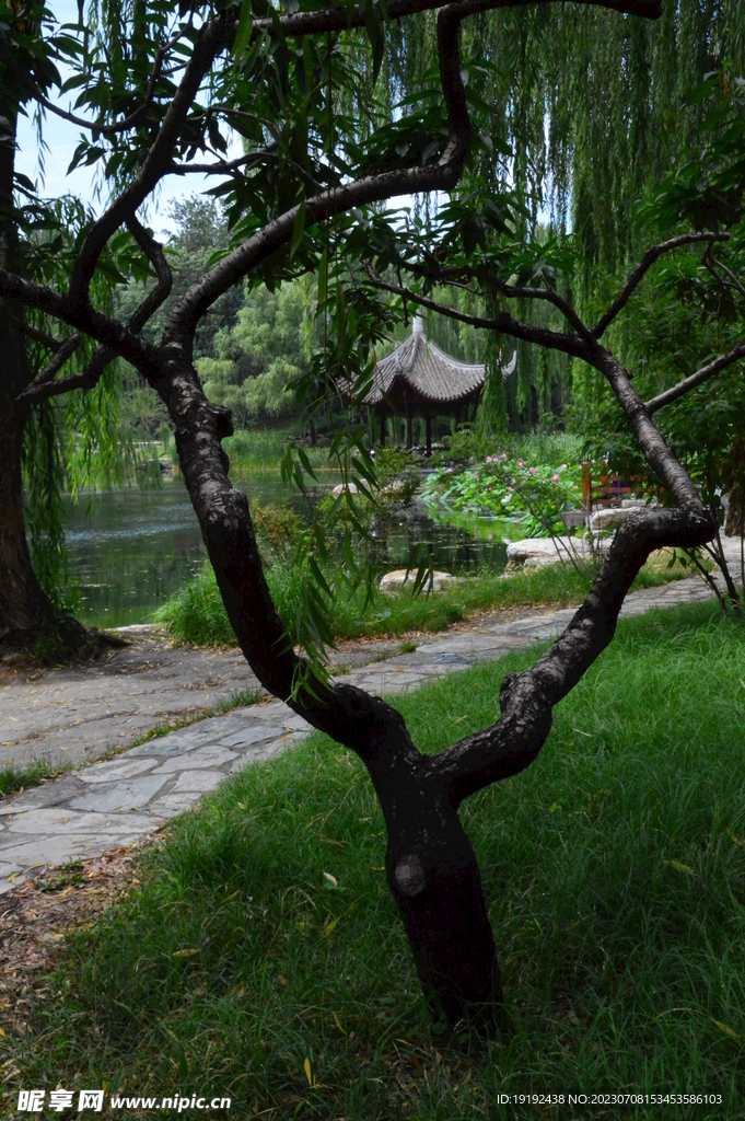 公园风景