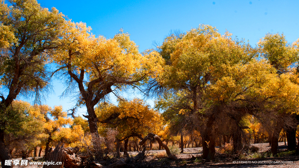 胡杨秋色
