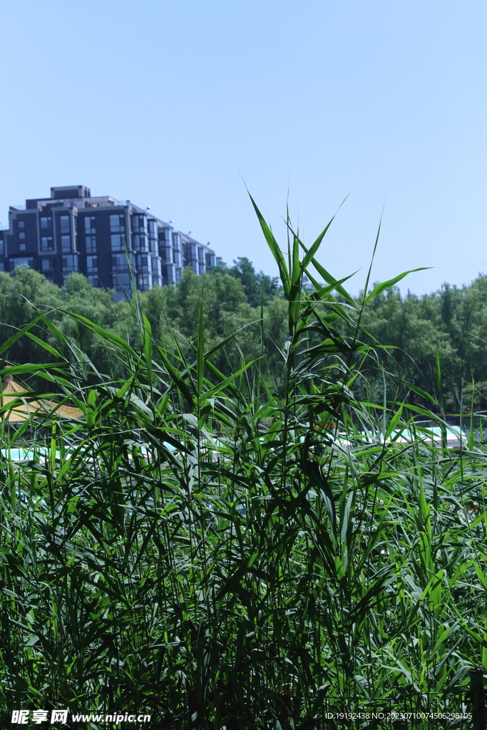 公园风景  