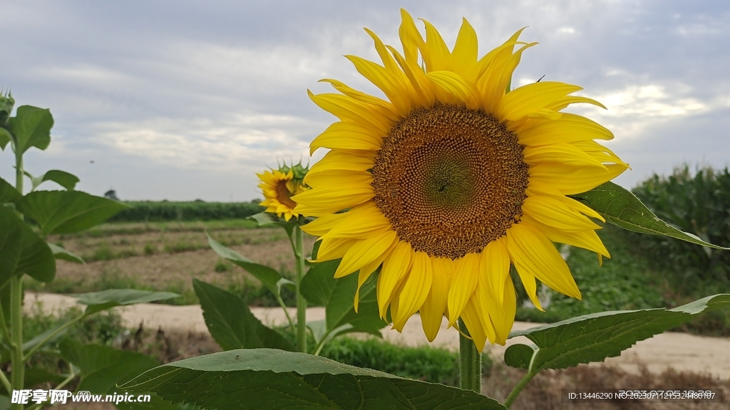 葵花