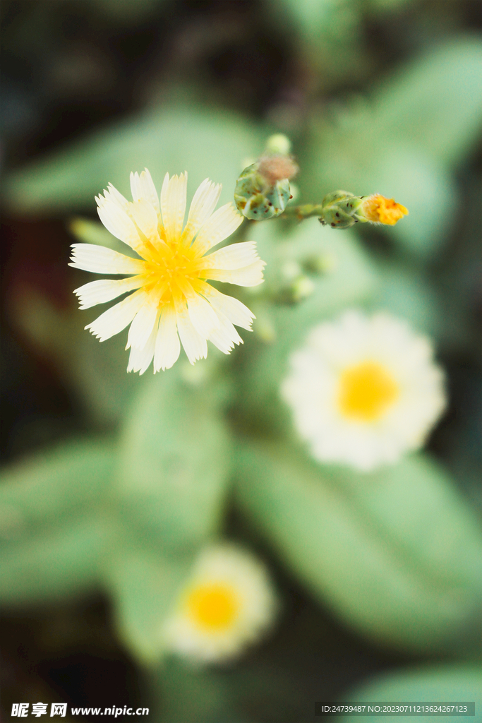 小菊花