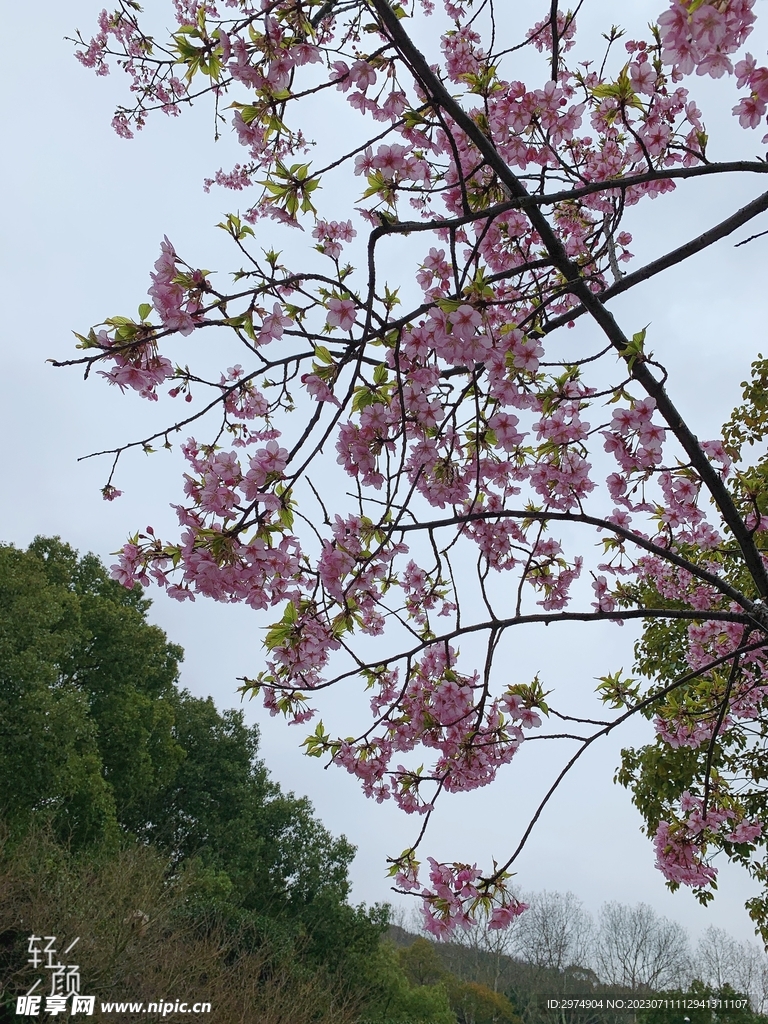 樱花