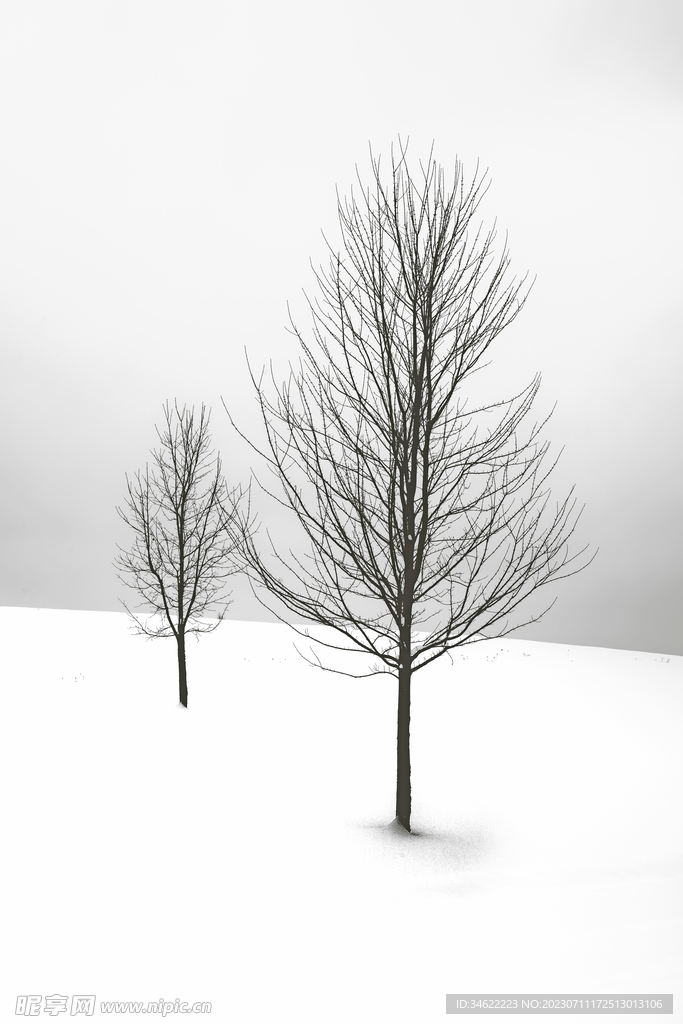 雪原