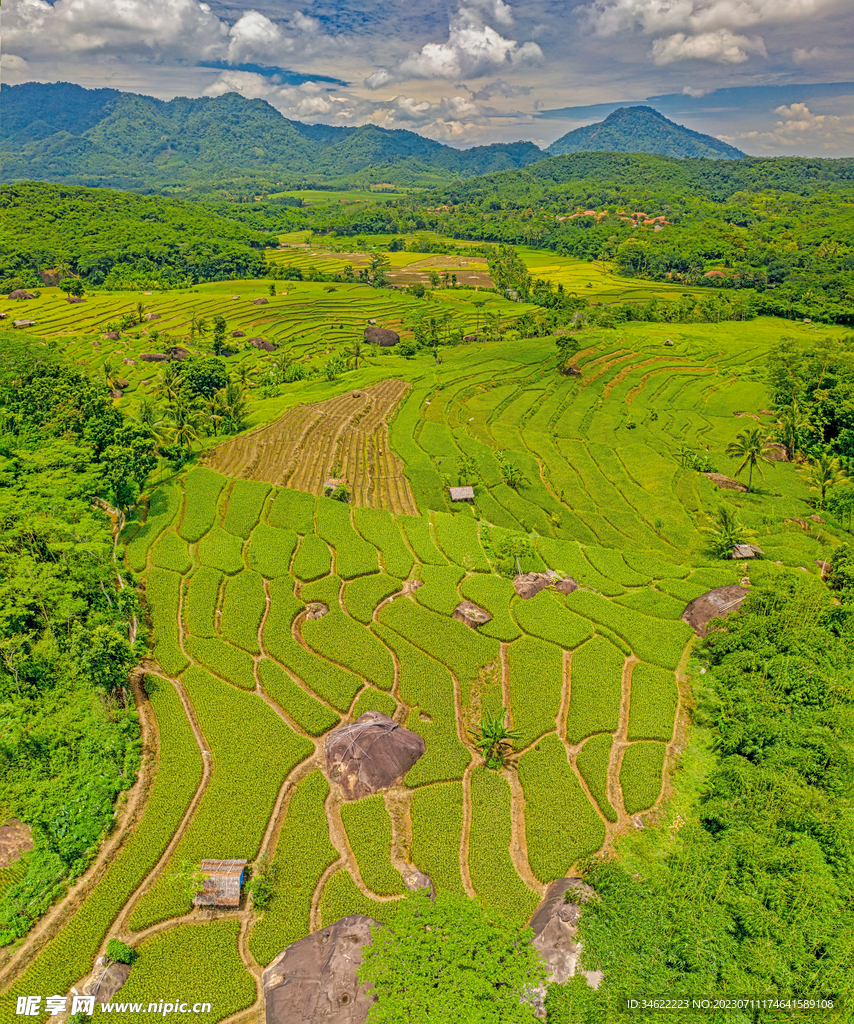 原野