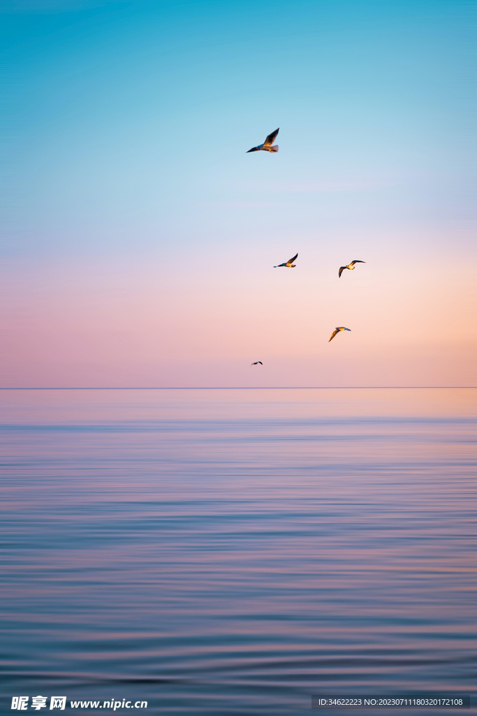 海鸟