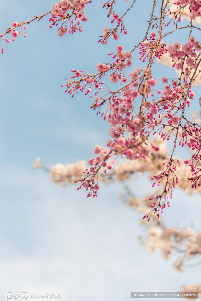 一枝花