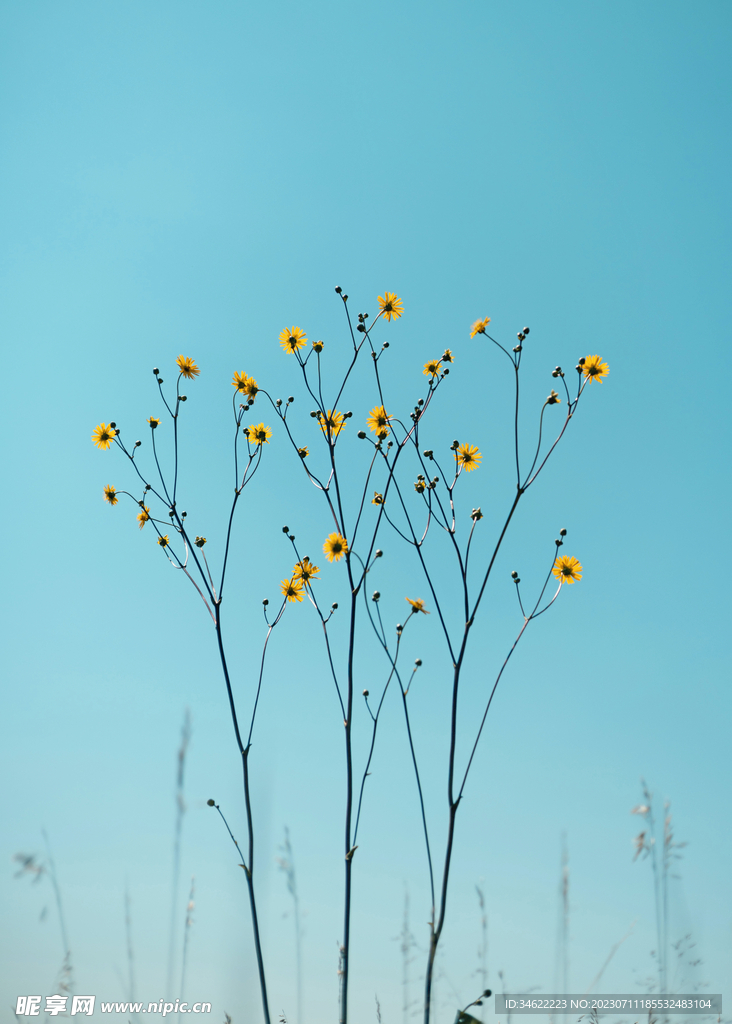 黄花烂漫