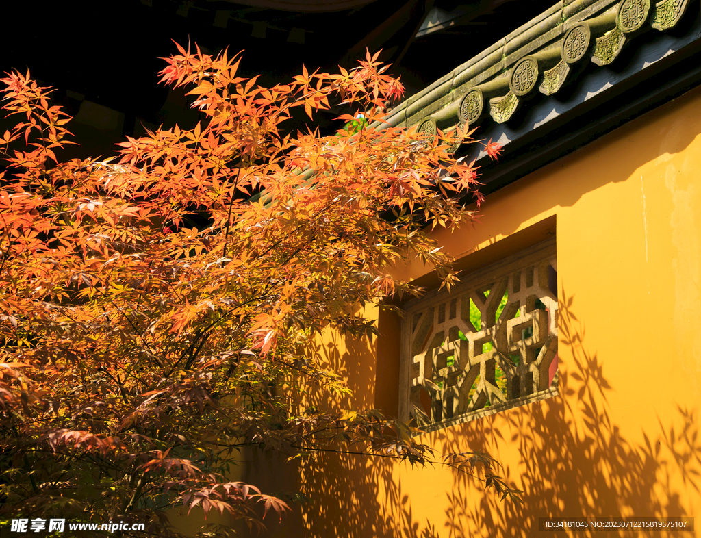 杭州灵隐寺外的枫叶